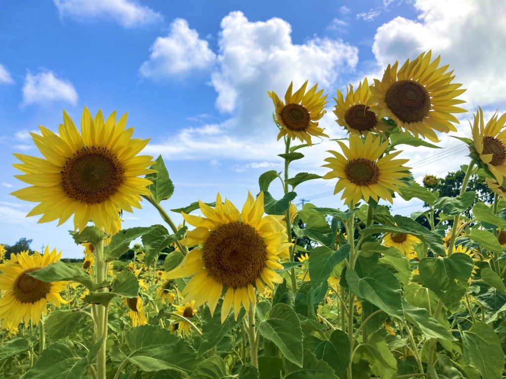 石垣島のひまわり畑