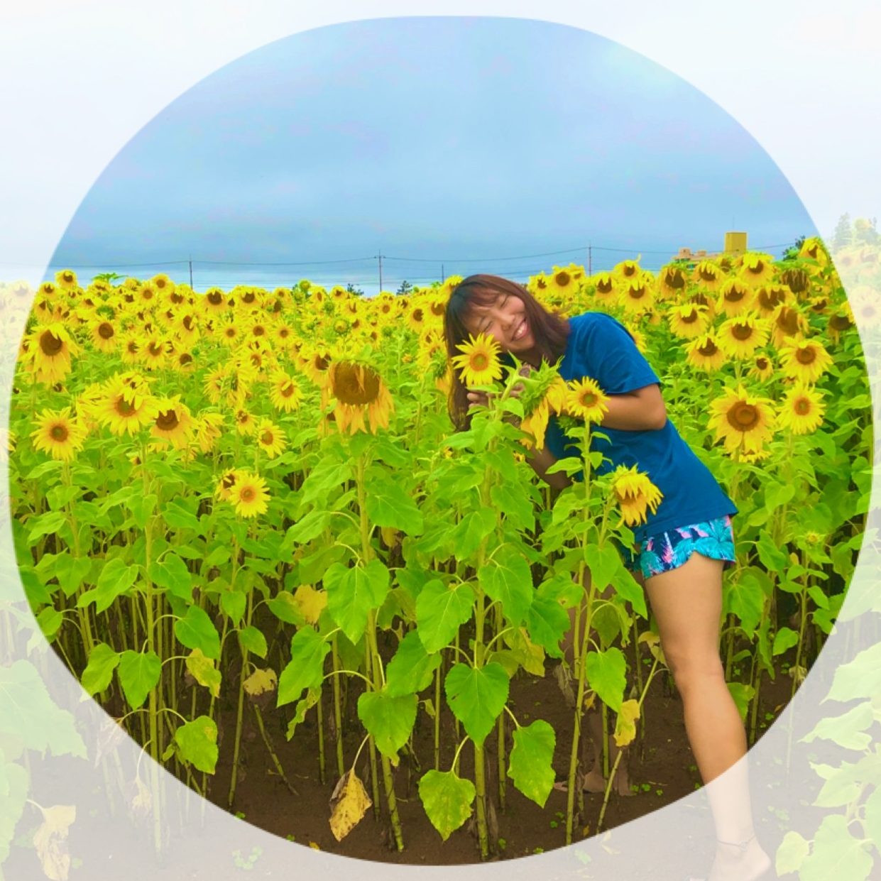 石垣島のひまわり畑で記念撮影を楽しむ女性